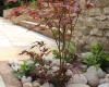 Japanese maple in pebble bed
